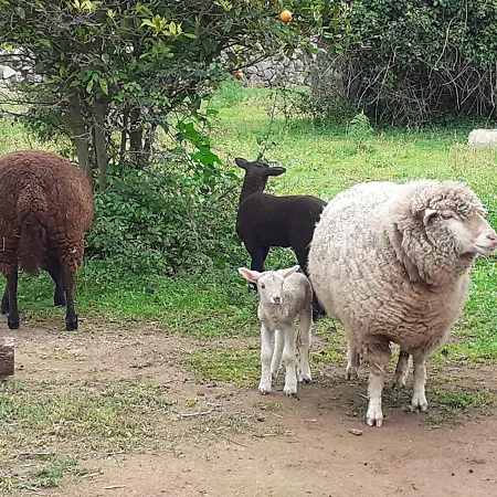 Farm stay Vinha Do Gaio