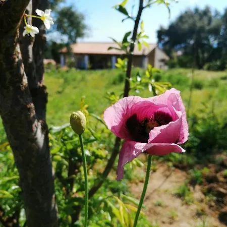 Vinha Do Gaio Farm stay *
