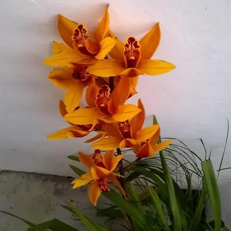 Vinha Do Gaio Montes de Cima